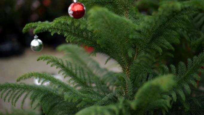 Get It Growing: Norfolk pines enhance Christmas decor